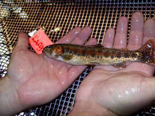 A person holds a wet fish in both hands, with a bright orange tag attached to its fin.