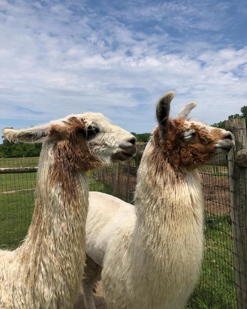 Two llamas with fluffy white fur and brown markings stand side by side near a fence under a blue sky.