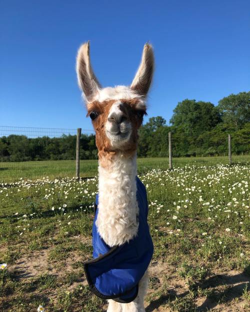 A llama wearing a blue coat stands in a sunny field with flowers and trees in the background.