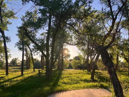 Sunlight filters through trees in a lush green park, casting long shadows on the ground during a serene evening.