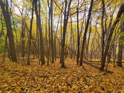 A serene forest scene with tall trees and a ground covered in vibrant yellow and orange autumn leaves.