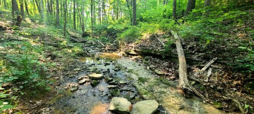 A serene forest scene with a small stream, rocks, and lush green foliage under bright sunlight.