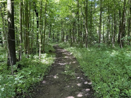 A dirt path winds through a lush green forest, surrounded by tall trees and vibrant undergrowth.