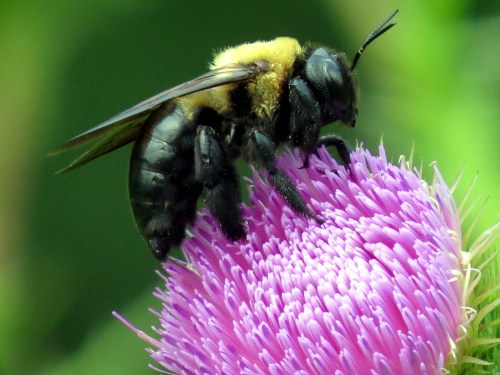 A close-up of a bee with yellow and black markings perched on a vibrant purple thistle flower.