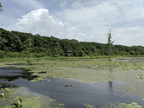 A serene wetland scene with lush greenery, a wooden structure in the distance, and lily pads on the water's surface.