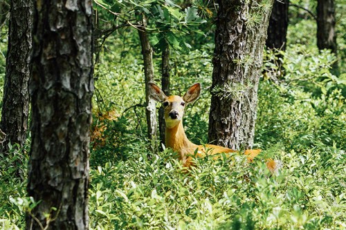 A deer stands among lush green foliage and trees in a forest setting.