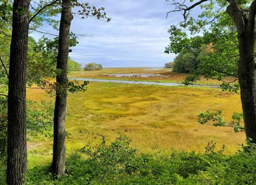 A serene landscape featuring a grassy marsh, framed by trees, under a cloudy sky.