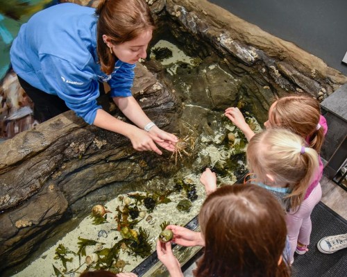 A staff member shows children marine life in a touch tank at an aquarium, with rocks and water visible.