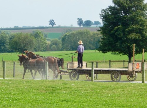 A person driving a horse-drawn cart through a green field, with trees and hills in the background.