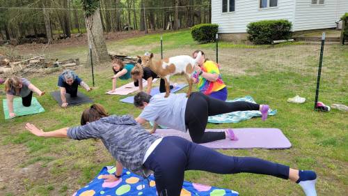 A group of people doing yoga outdoors, with a dog playfully joining them on the mats.