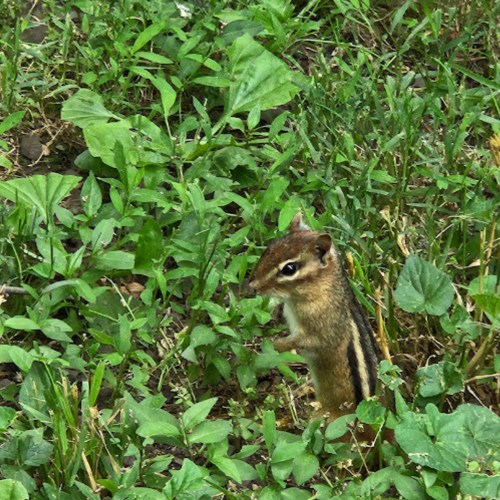 A small chipmunk stands among green grass and plants, showcasing its distinctive stripes and curious expression.