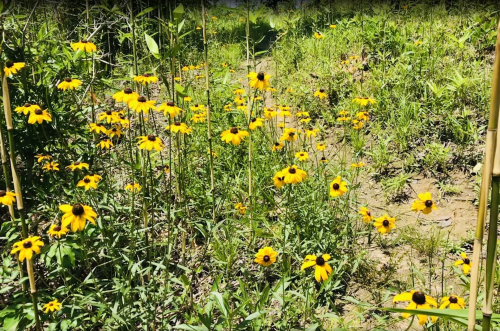 A vibrant field of yellow flowers with black centers, surrounded by green grass and plants under bright sunlight.