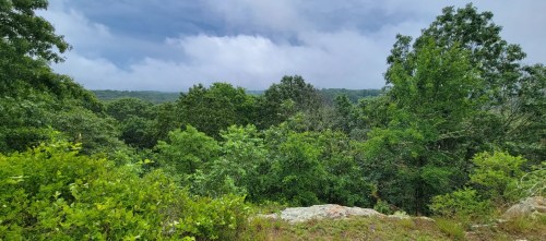 Lush green trees and shrubs under a cloudy sky, with a distant view of rolling hills.