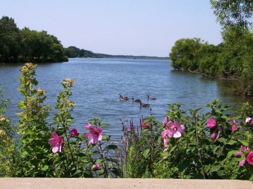 A serene lake scene with ducks swimming and vibrant flowers in the foreground under a clear blue sky.