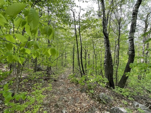 A winding trail through a lush green forest with trees and fresh leaves.
