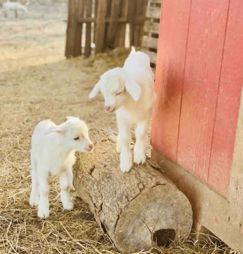 Two playful white goat kids explore a log near a red barn on a sunny day.