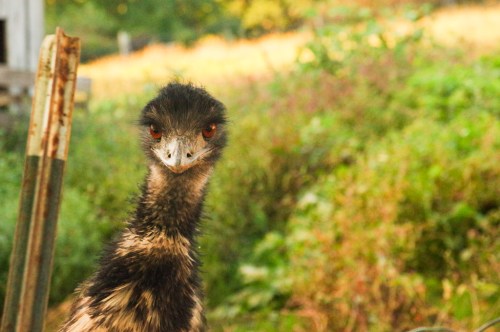 A close-up of an emu with a curious expression, surrounded by greenery and soft sunlight in the background.