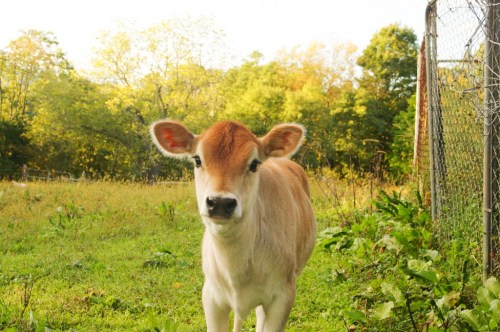 A young brown and white calf stands in a grassy field with trees in the background.