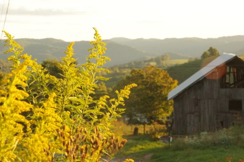 A rustic barn surrounded by vibrant yellow flowers and rolling hills under a golden sunset.