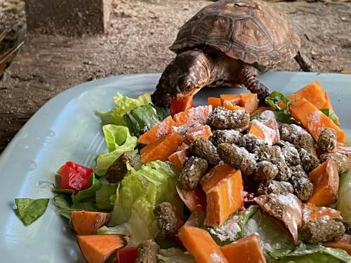 A turtle eating a colorful salad with lettuce, sweet potato, and small treats on a blue plate.
