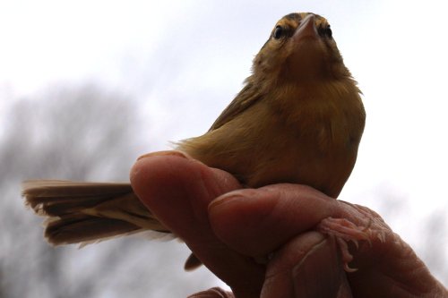 A small yellow bird perched on a person's hand, with a blurred background of trees and sky.