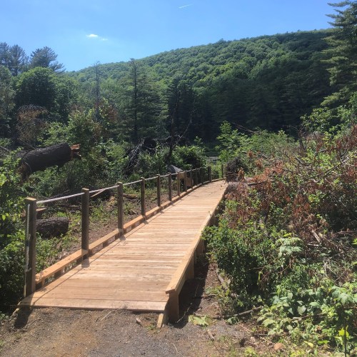 A wooden bridge leads through a lush green forest with trees and a clear blue sky in the background.