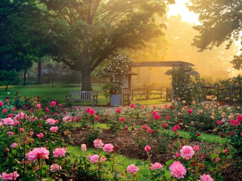 A serene garden at sunrise, filled with blooming pink roses and lush greenery, with a wooden bench in the background.
