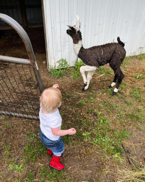A toddler in red shoes reaches out to a llama near a barn gate on a grassy area.