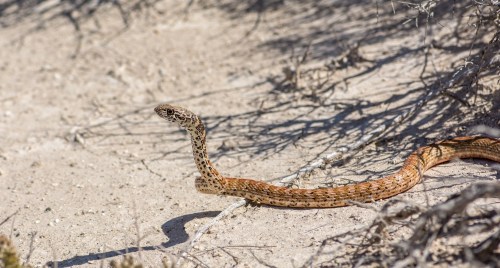 A brown and tan snake slithers across sandy ground, surrounded by sparse vegetation and shadows.