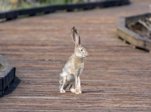 A rabbit sits on a wooden pathway, looking to the side with its ears perked up.
