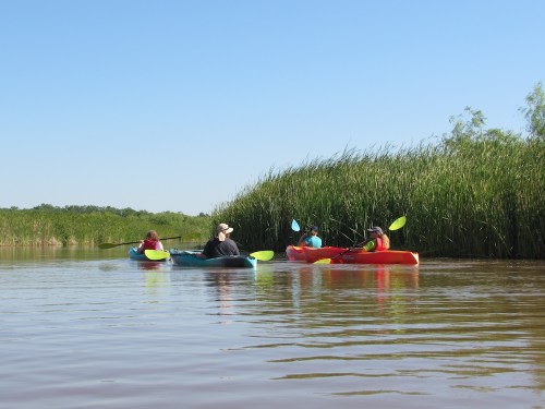 Four people kayaking on a calm waterway surrounded by tall green reeds under a clear blue sky.