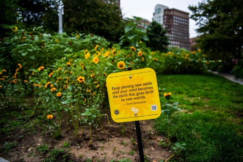 A yellow sign in a garden with sunflowers, featuring a quote about planting new seeds and creativity.
