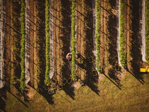 Aerial view of a vineyard with a worker collecting grapes in baskets among rows of grapevines and long shadows.