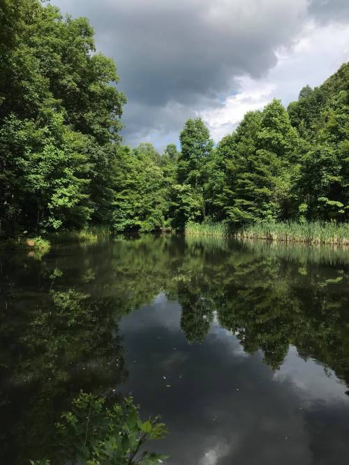A serene pond surrounded by lush green trees, reflecting the cloudy sky above.