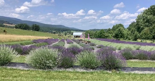 A vibrant lavender field stretches under a blue sky, with mountains in the background and a rustic building nearby.