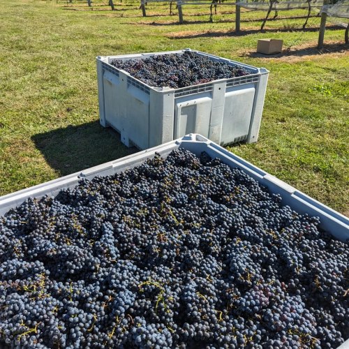 Two large bins filled with freshly harvested dark grapes in a vineyard on a sunny day.