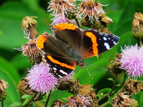 A butterfly with orange and black wings perched on pink flowers, surrounded by green foliage.