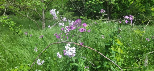 A vibrant field of purple and white flowers surrounded by lush green grass and trees.