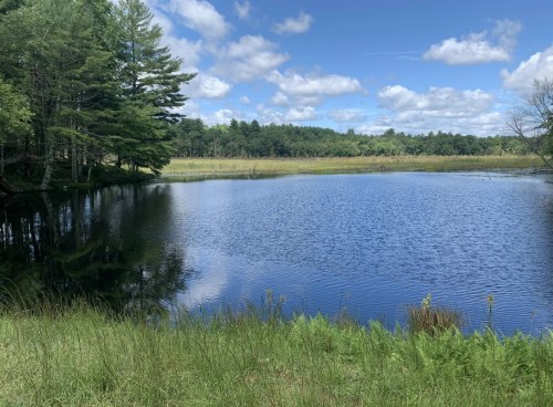 A serene pond surrounded by lush greenery and trees under a blue sky with fluffy clouds.