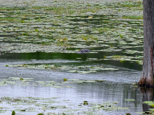 A serene wetland scene with lily pads floating on the water, reflecting trees and a distant alligator.