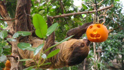 A sloth hanging from a branch, curiously inspecting a carved pumpkin with a face.