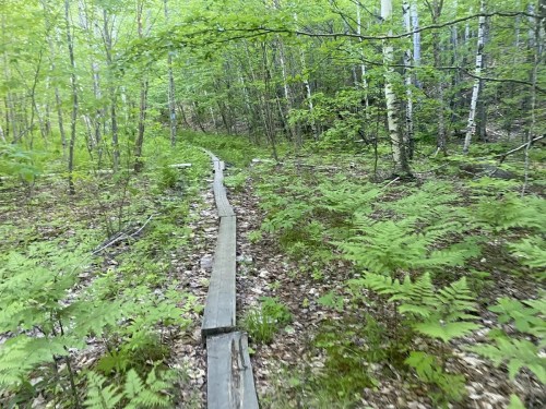 A wooden path through a lush green forest with ferns and trees, creating a serene natural setting.