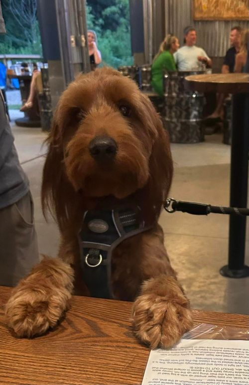 A brown dog with long fur rests its paws on a table, looking curiously at the camera in a lively indoor setting.