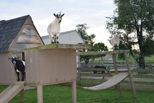 Two goats stand on a wooden structure, one on top and one on a ramp, with a barn and grassy field in the background.