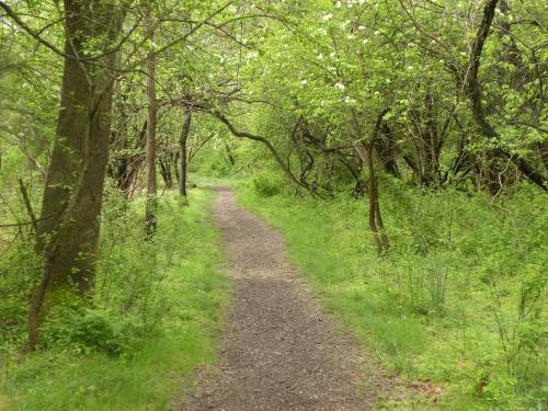 A winding dirt path through a lush green forest, surrounded by trees and vibrant foliage.
