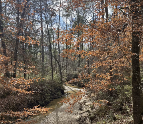 A serene forest scene with a winding creek surrounded by trees with orange leaves under a clear sky.
