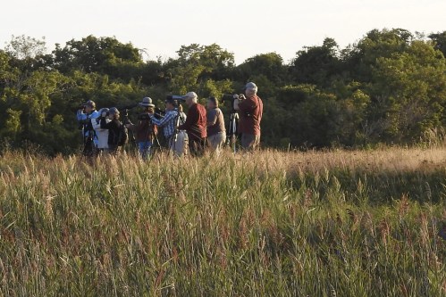 A group of birdwatchers with binoculars stands in tall grass, observing nature against a backdrop of trees.