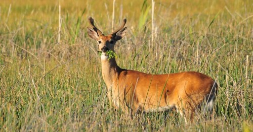 A deer stands in a grassy field, holding greenery in its mouth, with tall grass surrounding it.