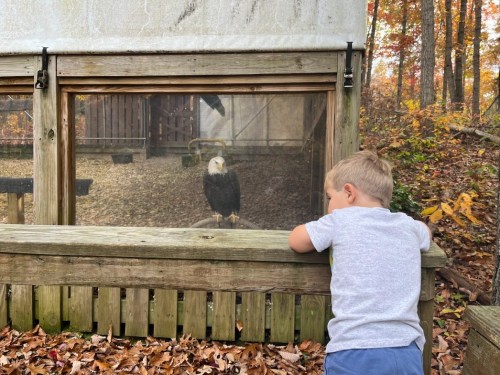 A young boy leans over a wooden railing, observing a bald eagle in an enclosure surrounded by autumn foliage.