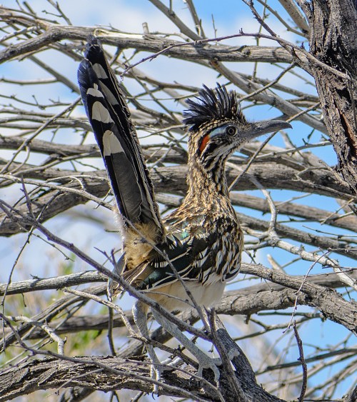 A colorful bird with a distinctive crest perched on a bare branch against a blue sky.